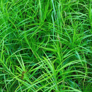 Осока пальмоподібна 'Little Midge' (Carex muskingumensis 'Little Midge')