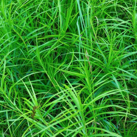 Осока пальмоподібна 'Little Midge' (Carex muskingumensis 'Little Midge')