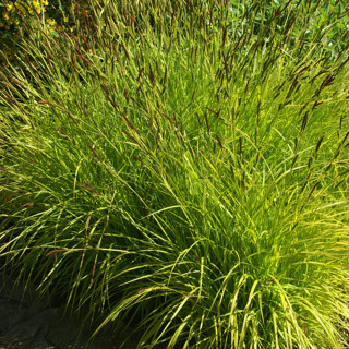 Осока висока (Carex elata)