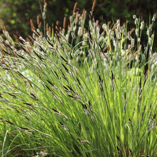 Осока висока (Carex elata)