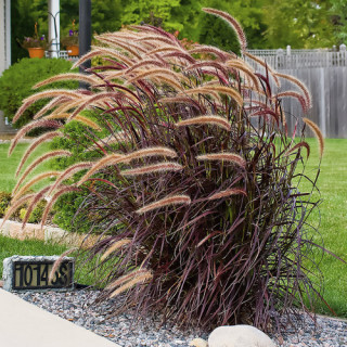 Пеннісетум лисохвостий 'Viridescens' (Pennisetum alopecuroides 'Viridescens')