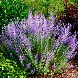 Перовскія лебедолиста (Perovskia atriplicifolia)