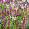 Персикария родственная "Superba" (Persicaria äff. 'Superba' )