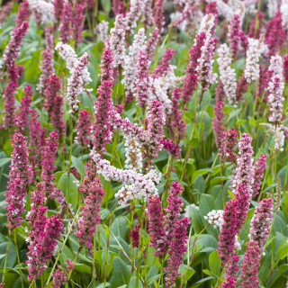 Персикария родственная "Superba" (Persicaria äff. 'Superba' )