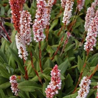 Персикария родственная "Superba" (Persicaria äff. 'Superba' )