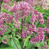 Посконник пятнистый  'Atropurpureum' (Eupatorium maculatum 'Atropurpureum')
