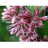 Посконник пятнистый  'Atropurpureum' (Eupatorium maculatum 'Atropurpureum')