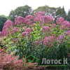 Посконник пятнистый  'Atropurpureum' (Eupatorium maculatum 'Atropurpureum')