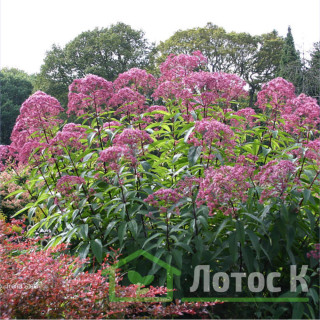 Посконник пятнистый  'Atropurpureum' (Eupatorium maculatum 'Atropurpureum')