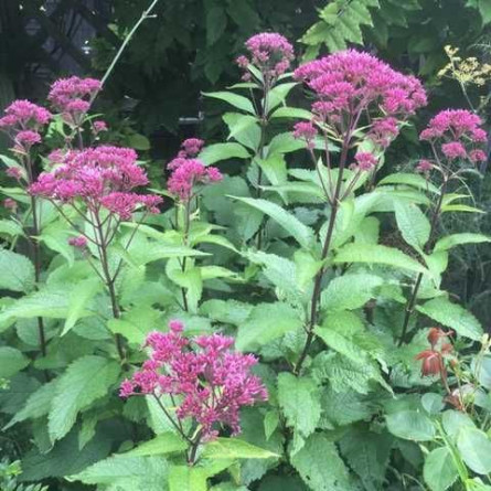 Посконник плямистий 'Baby Joe' (Eupatorium maculatum 'Baby Joe' )