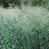 Просо прутоподібне 'Prairie Sky' (Panicum virgatum 'Prairie Sky')
