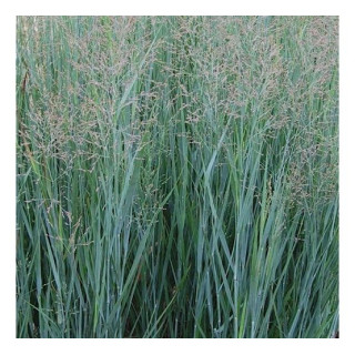 Просо прутоподібне 'Prairie Sky' (Panicum virgatum 'Prairie Sky')