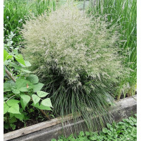 Щучка дернистая  'Bronzeschleier' (Deschampsia ces. 'Bronzeschleier')