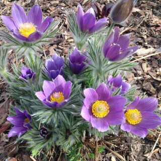 Прострел обыкновенный (Pulsatilla vulgaris)