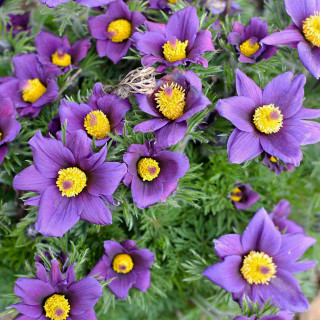 Прострел обыкновенный (Pulsatilla vulgaris)