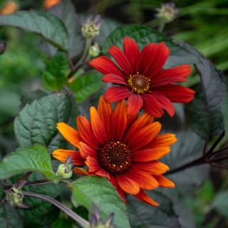 Геліопсис садовий 'Bleeding Hearts' (Heliopsis helianthoides 'Bleeding Hearts')