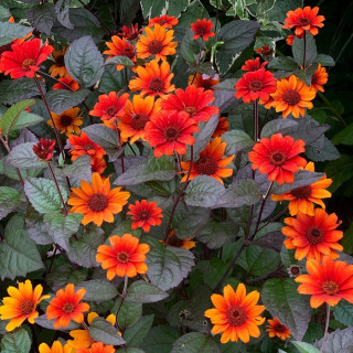 Геліопсис садовий 'Bleeding Hearts' (Heliopsis helianthoides 'Bleeding Hearts')