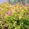 Спірея японська Goldflame (Spiraea japonica Goldflame)