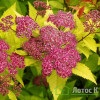 Спірея японська Goldflame (Spiraea japonica Goldflame)