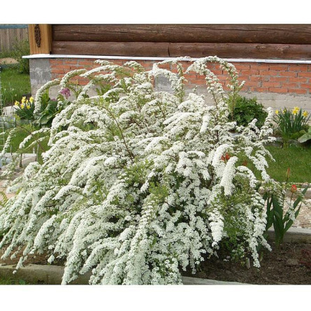 Спірея Вантутта (Spiraea vanhouttei)