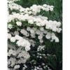 Спірея Вантутта (Spiraea vanhouttei)