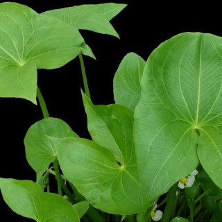 Стрілолист широколистий (Sagittaria latifolia)