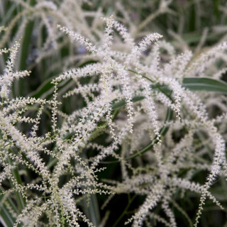 Таволжник звичайний 'Kneiffii' (Aruncus dioicus 'Kneiffii')