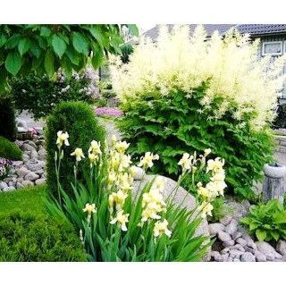 Таволжник звичайний 'Kneiffii' (Aruncus dioicus 'Kneiffii')