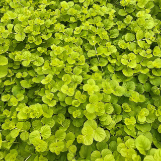 Вербозілля звичайне  (Lysimachia atropurpurea) 