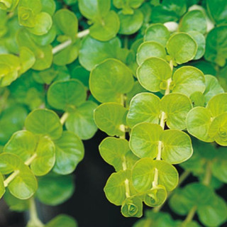 Вербозілля звичайне  (Lysimachia atropurpurea) 