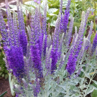 Вероника седая  (Veronica incana )