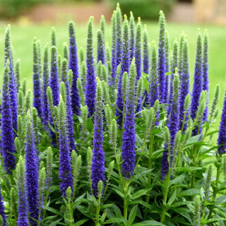 Вероника колосковая "Ulster Dwarf Blue" (Veronica spic.'Ulster Dwarf Blue' )