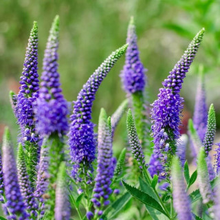 Вероника колосковая "Ulster Dwarf Blue" (Veronica spic.'Ulster Dwarf Blue' )