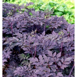 Актея кистевидная  'Pink Spike' (Actaea ramosa 'Pink Spike')