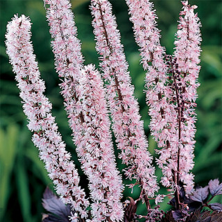Актея кистевидная  'Pink Spike' (Actaea ramosa 'Pink Spike')