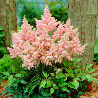 Астильба Арендса  'Sister Theresa' (Astilbe (A) 'Sister Theresa')