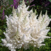 Астильба Арендса 'Diamant' (Astilbe (A) 'Diamant')