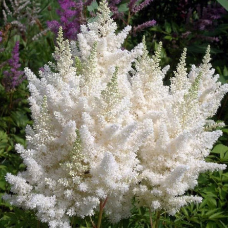 Астильба Арендса 'Diamant' (Astilbe (A) 'Diamant')