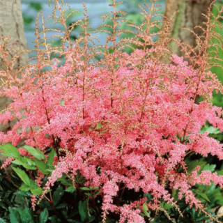 Астильба Арендса 'Flamingo' (Astilbe (A) 'Flamingo')