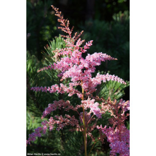 Астильба Арендса 'Flamingo' (Astilbe (A) 'Flamingo')