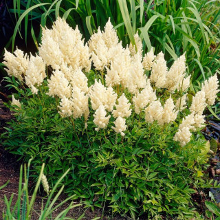 Астильба Арендса 'Вайссе Глория'(Astilbe (A) 'Weisse Gloria')