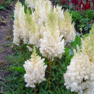 Астильба Арендса 'Вайссе Глория'(Astilbe (A) 'Weisse Gloria')
