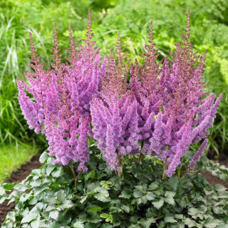 Астільба Арендса 'Amethyst' (Astilbe (A) 'Amethyst')