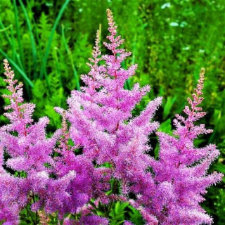 Астільба Арендса 'Amethyst' (Astilbe (A) 'Amethyst')