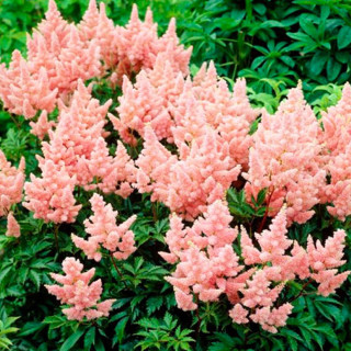 Астильба Арендса  'Sister Theresa' (Astilbe (A) 'Sister Theresa')