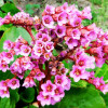 Бадан толстолистный   (Bergenia cordifolia)