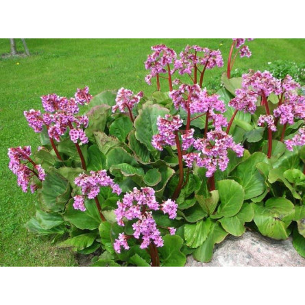 Бадан толстолистный   (Bergenia cordifolia)