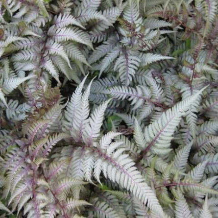 Безщитник ніпонський 'Red Beauty' (Athyrium niponicum 'Red Beauty')