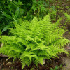 Безщитник жіночий (Athyrium filix-femina)