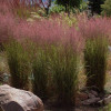 Куничник гостроквітковий 'Overdam' (Calamagrostis acu. 'Overdam') 